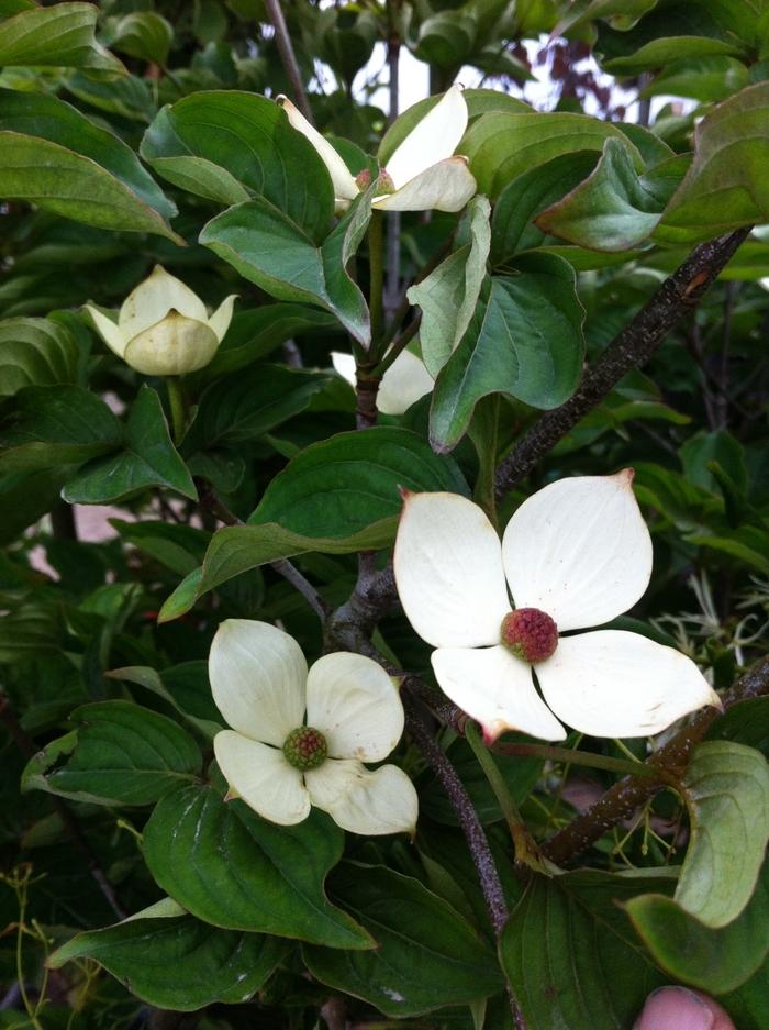 Venus Dogwood - LandscapeDirect