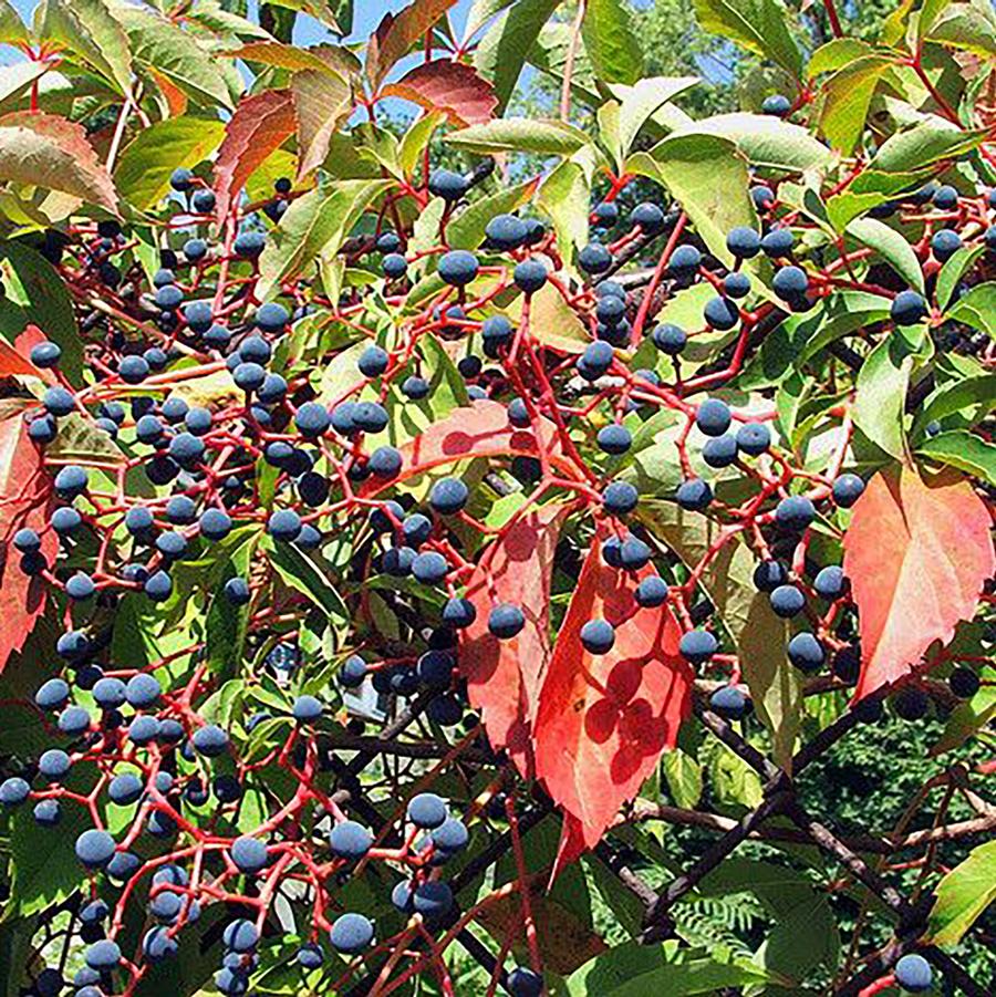 Virginia Creeper - LandscapeDirect