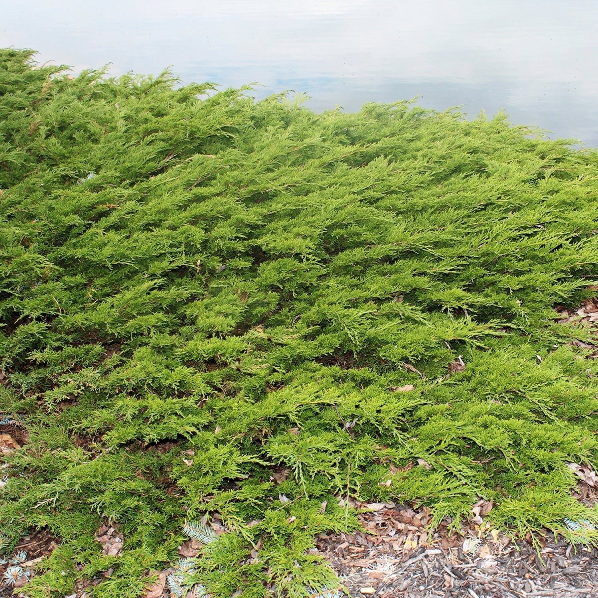 Viridis Sargent's Juniper - LandscapeDirect