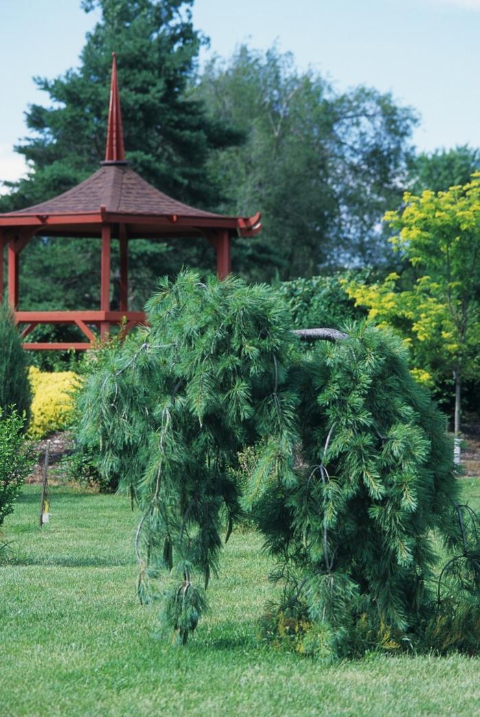 Weeping Eastern White Pine - LandscapeDirect