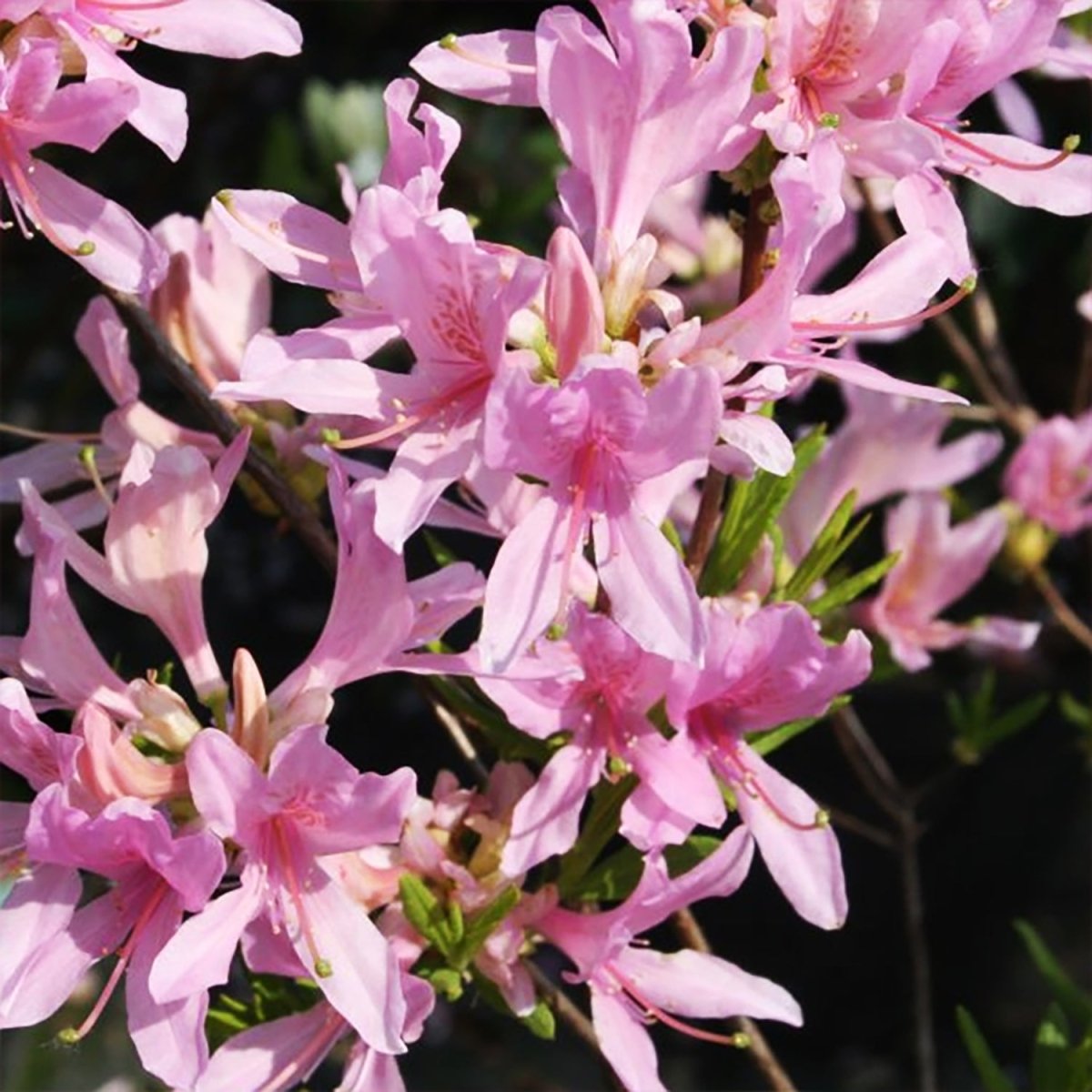 Western Lights Azalea - LandscapeDirect