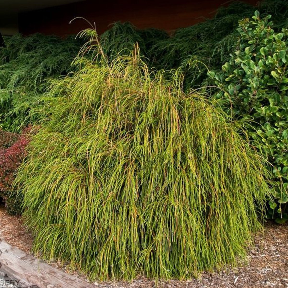 Whipcord Western Red Cedar - LandscapeDirect