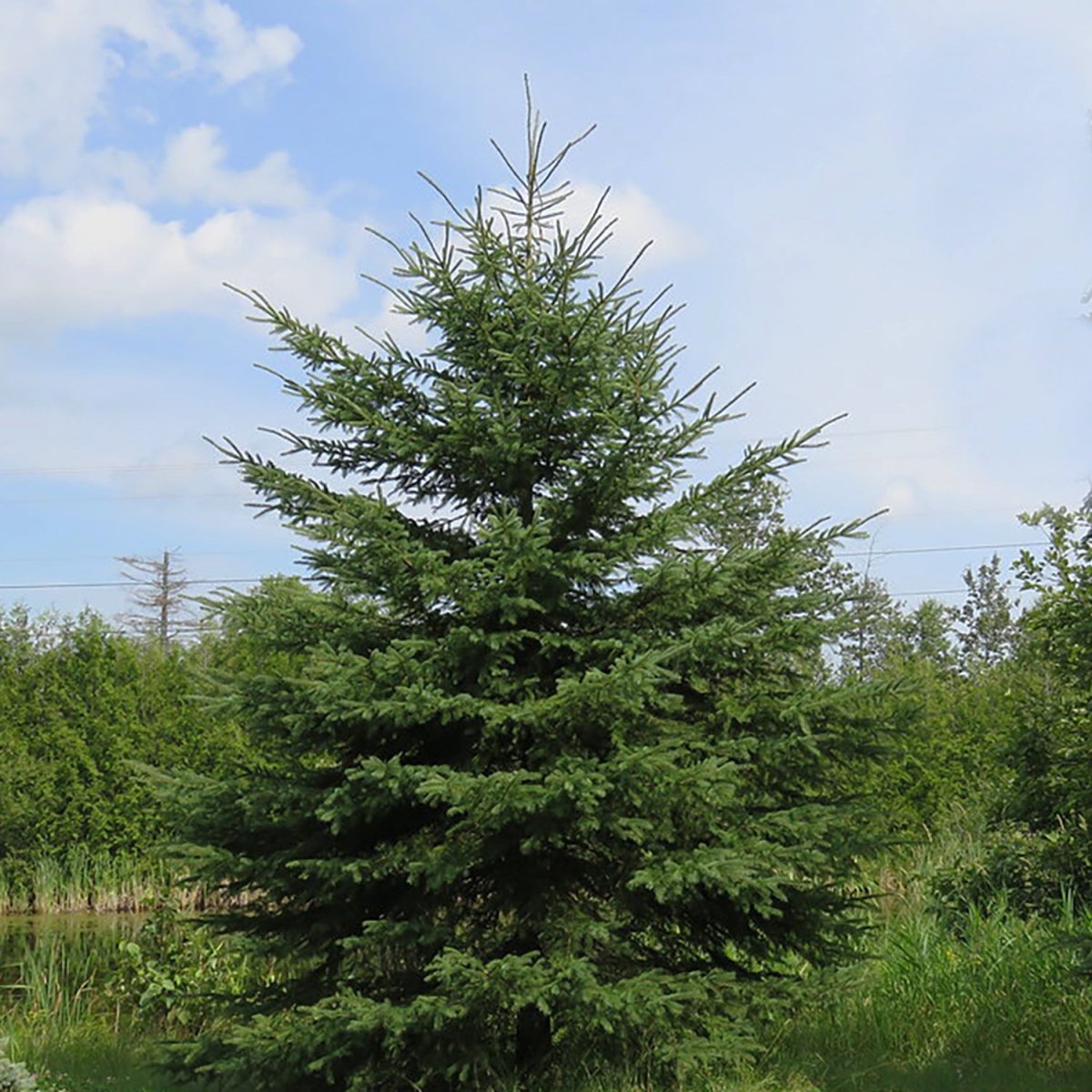 White Spruce - LandscapeDirect
