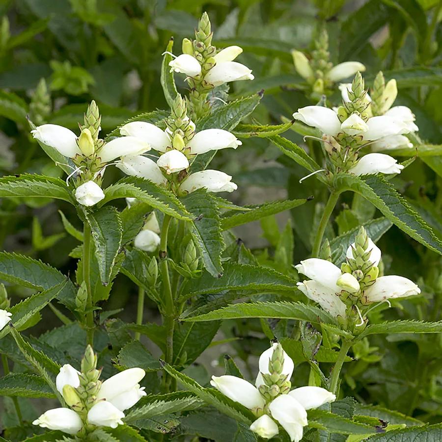White Turtlehead - LandscapeDirect