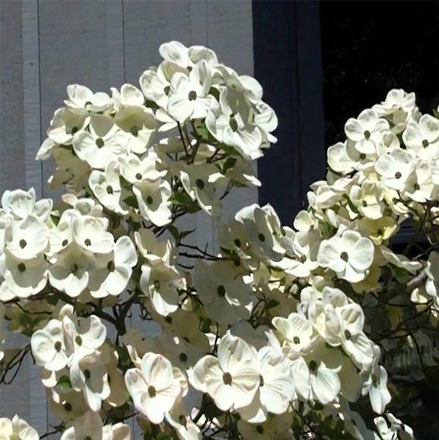 White Wonder Pacific Dogwood - LandscapeDirect