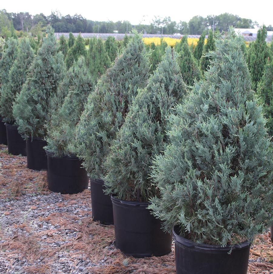 Wichita Blue Juniper - LandscapeDirect