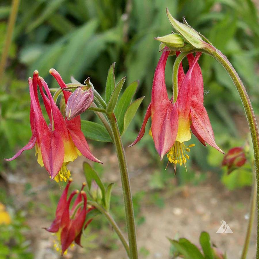 Wild Columbine - LandscapeDirect