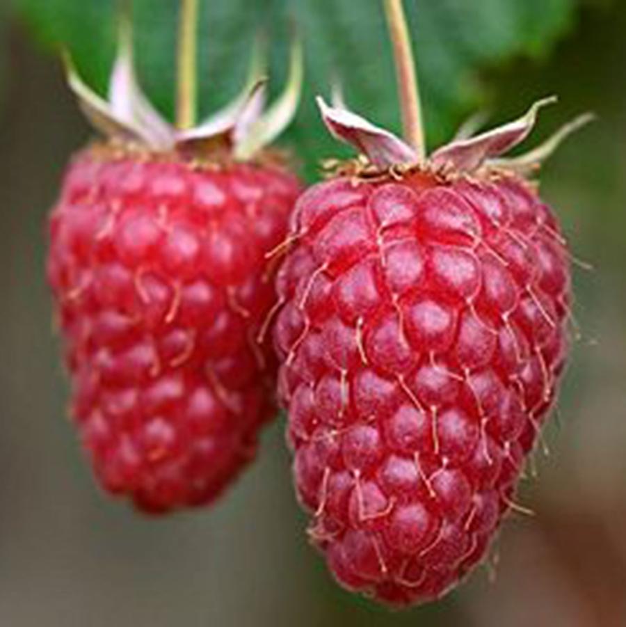 Willamette Raspberry - LandscapeDirect