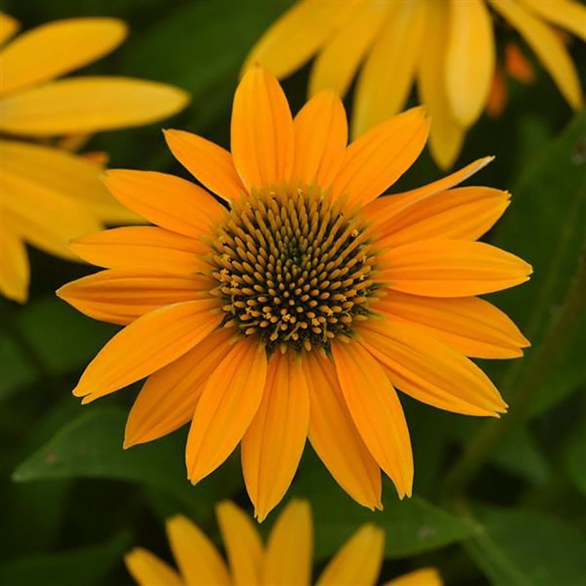Yellow Ombre Coneflower - LandscapeDirect