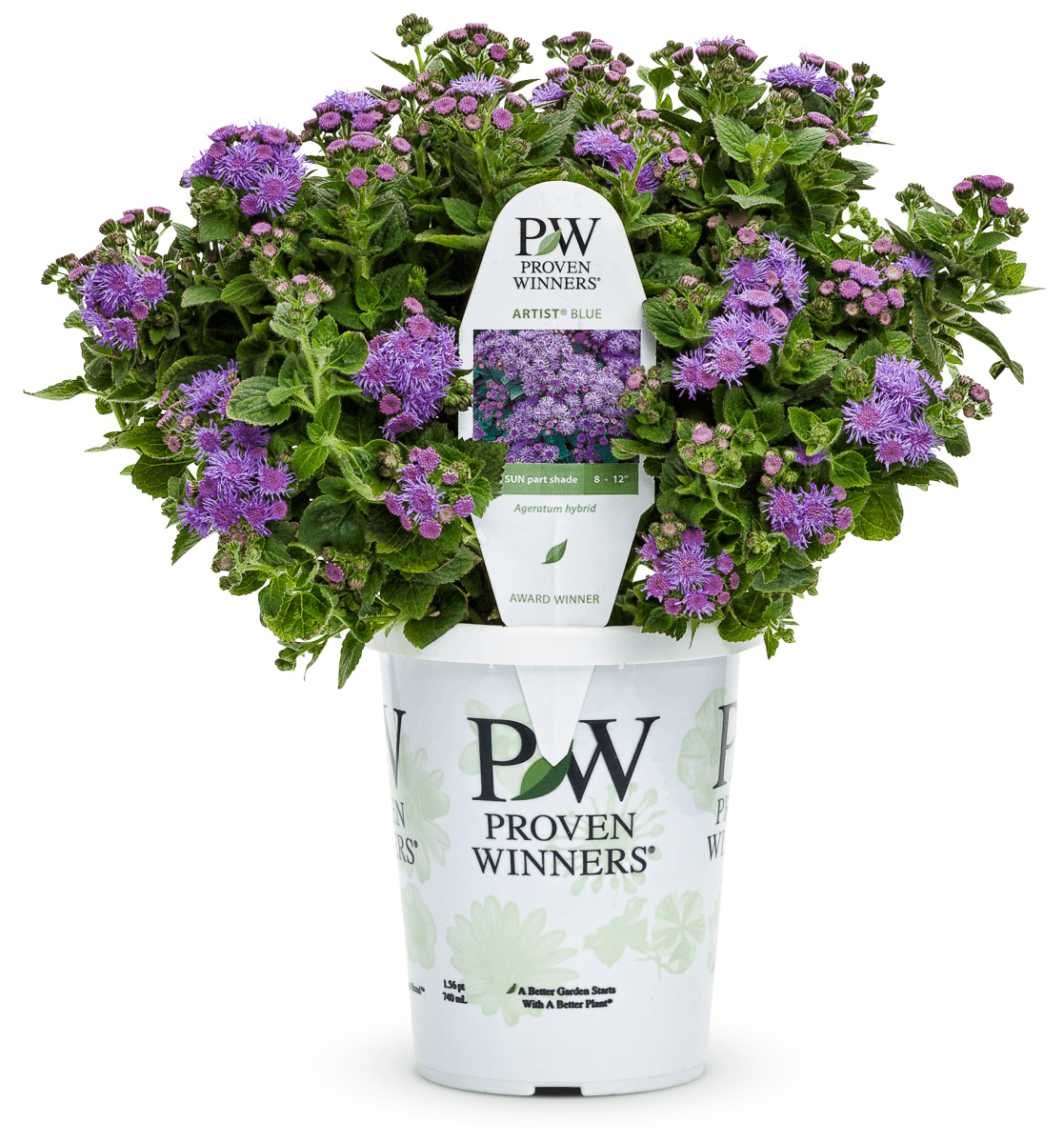 Ageratum Artist Blue - LandscapeDirect