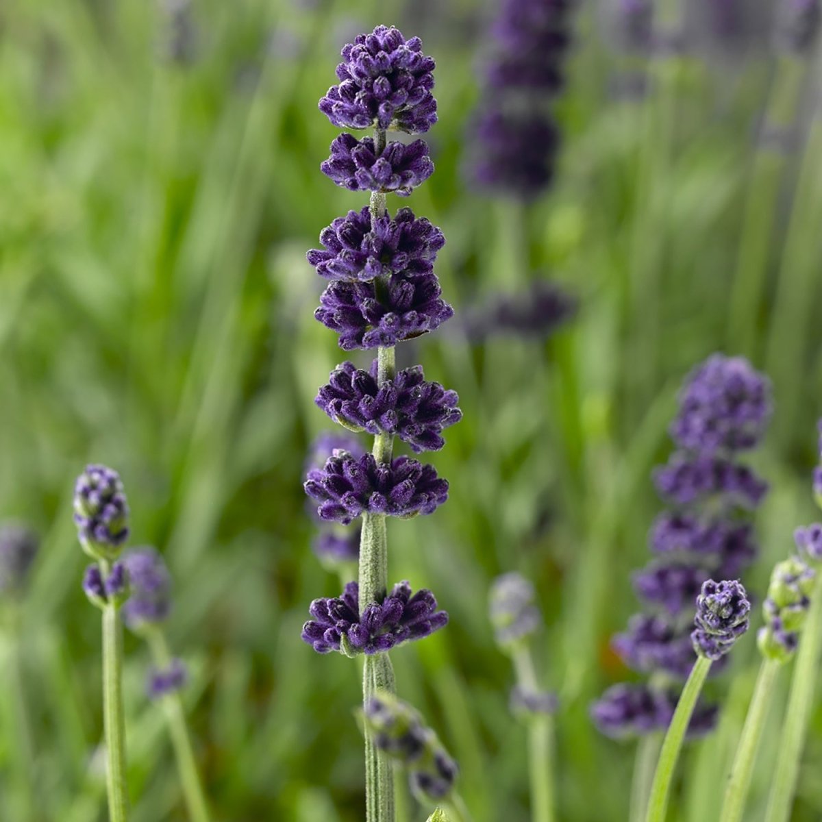 Aromatico Blue Improved English Lavender - LandscapeDirect