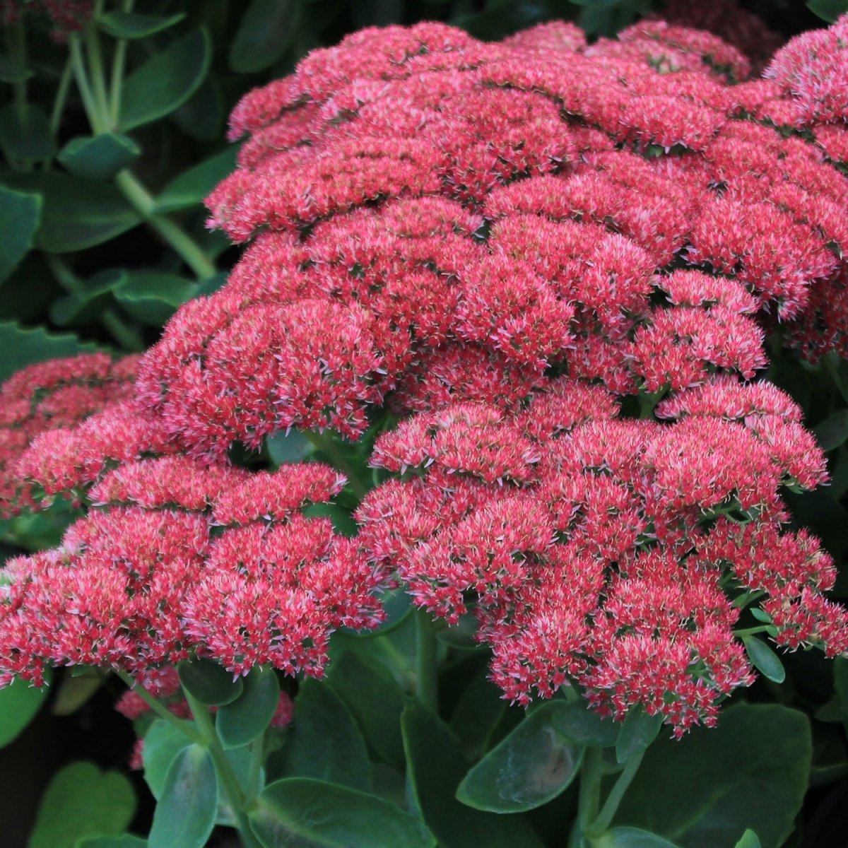 Autumn Joy Stonecrop - LandscapeDirect
