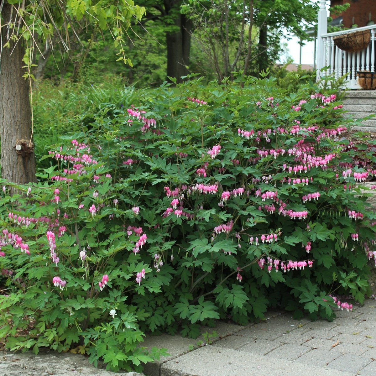 Bleeding Heart - LandscapeDirect
