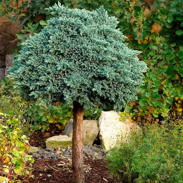Blue Star Juniper Tree - LandscapeDirect