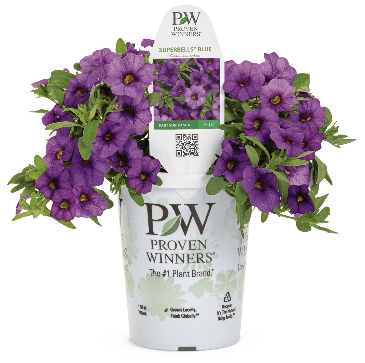 Calibrachoa Superbells Blue - LandscapeDirect