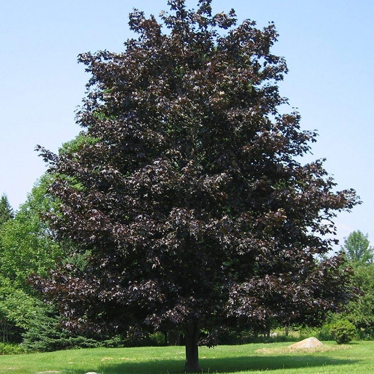 Crimson King Maple - LandscapeDirect