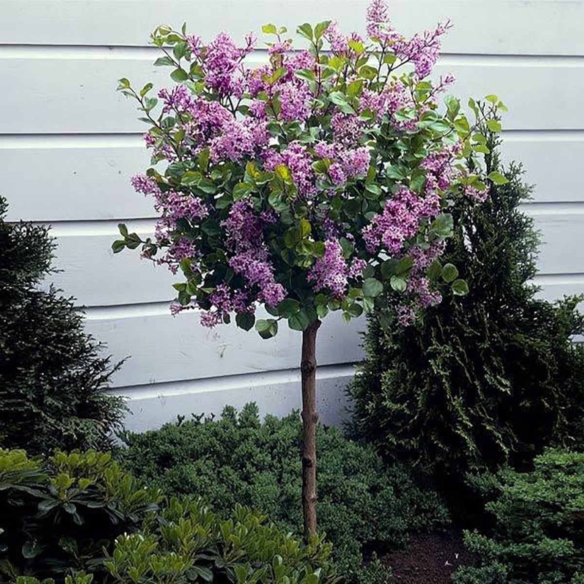 Dark Purple Dwarf Lilac - LandscapeDirect