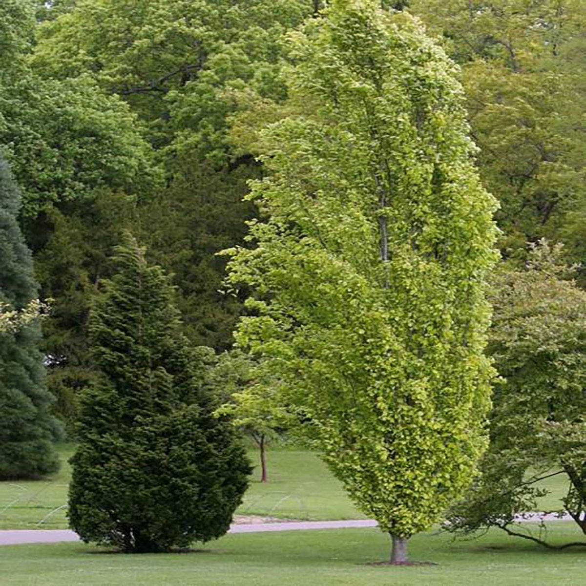 Dawyck Gold Beech - LandscapeDirect