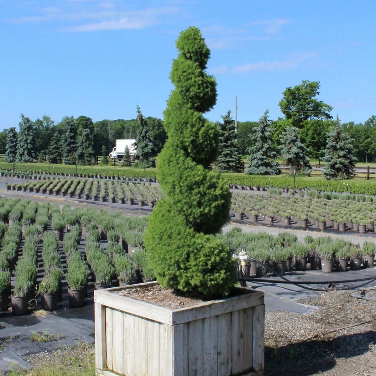 Dwarf Alberta Spruce Tree - LandscapeDirect