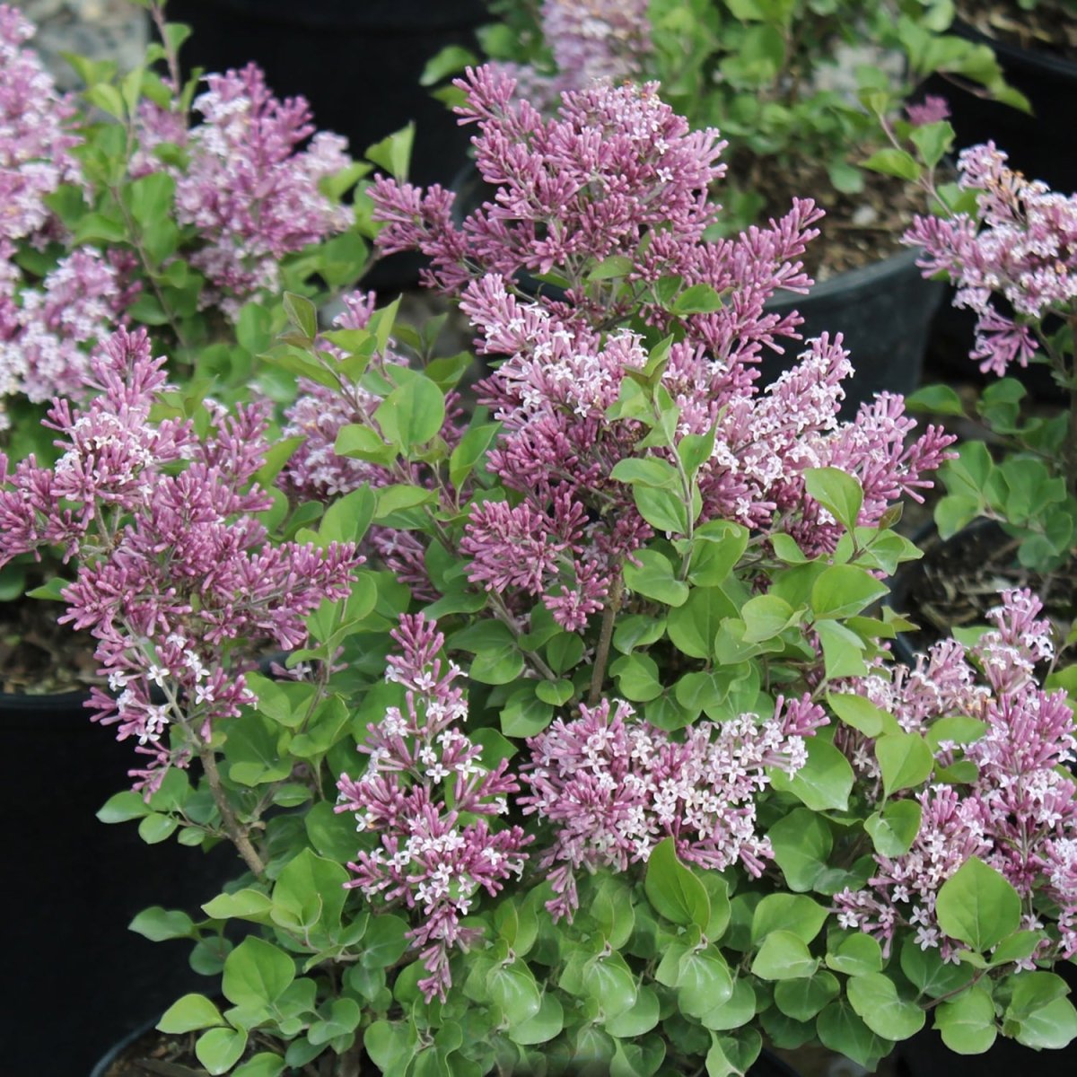 Dwarf Korean Lilac - LandscapeDirect