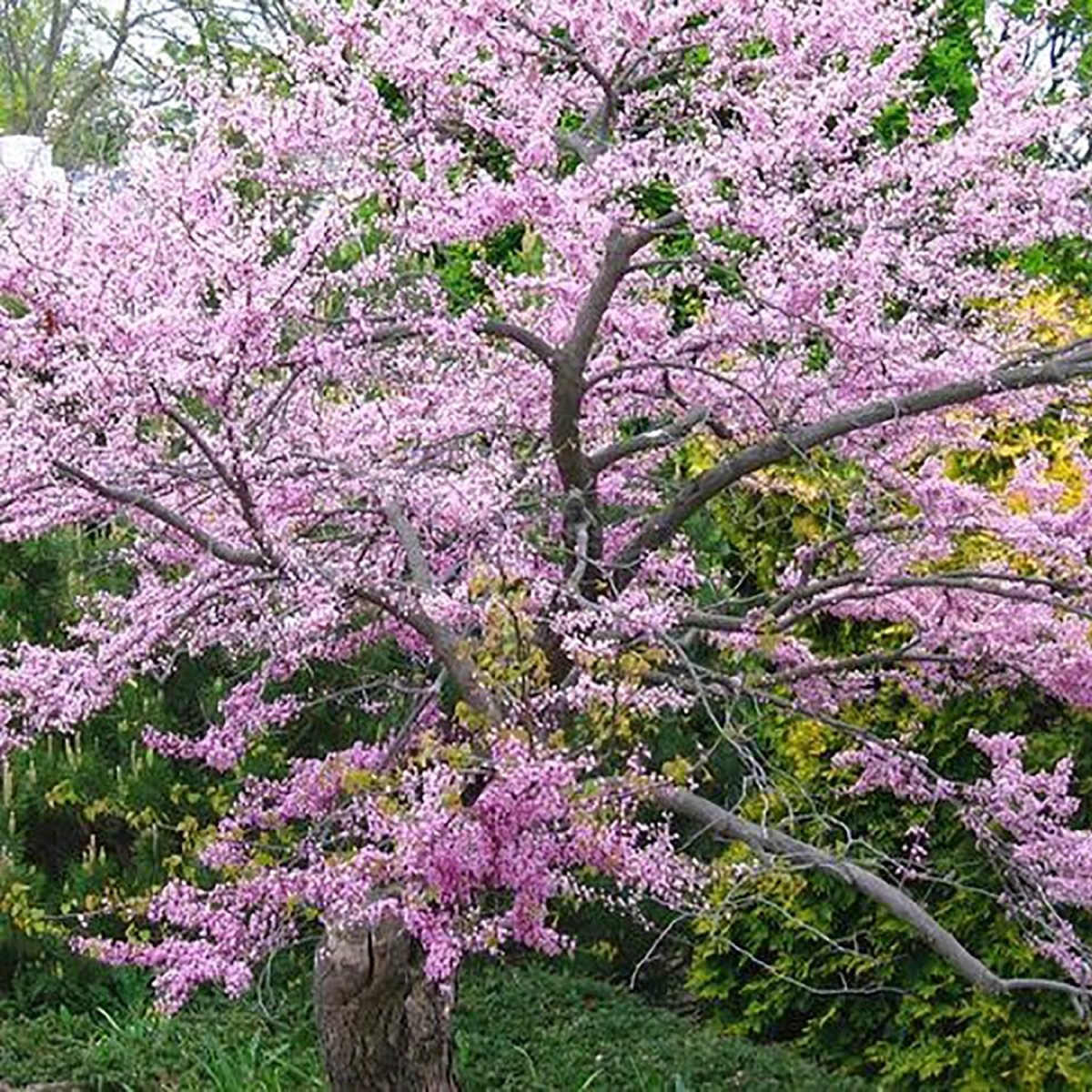 Eastern Redbud - LandscapeDirect