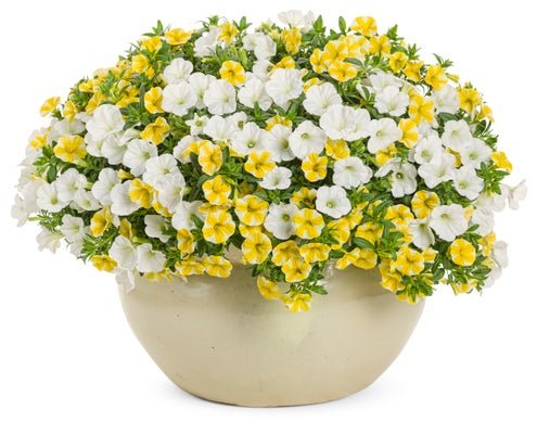 Forever Gold - Patio Container Kit - LandscapeDirect