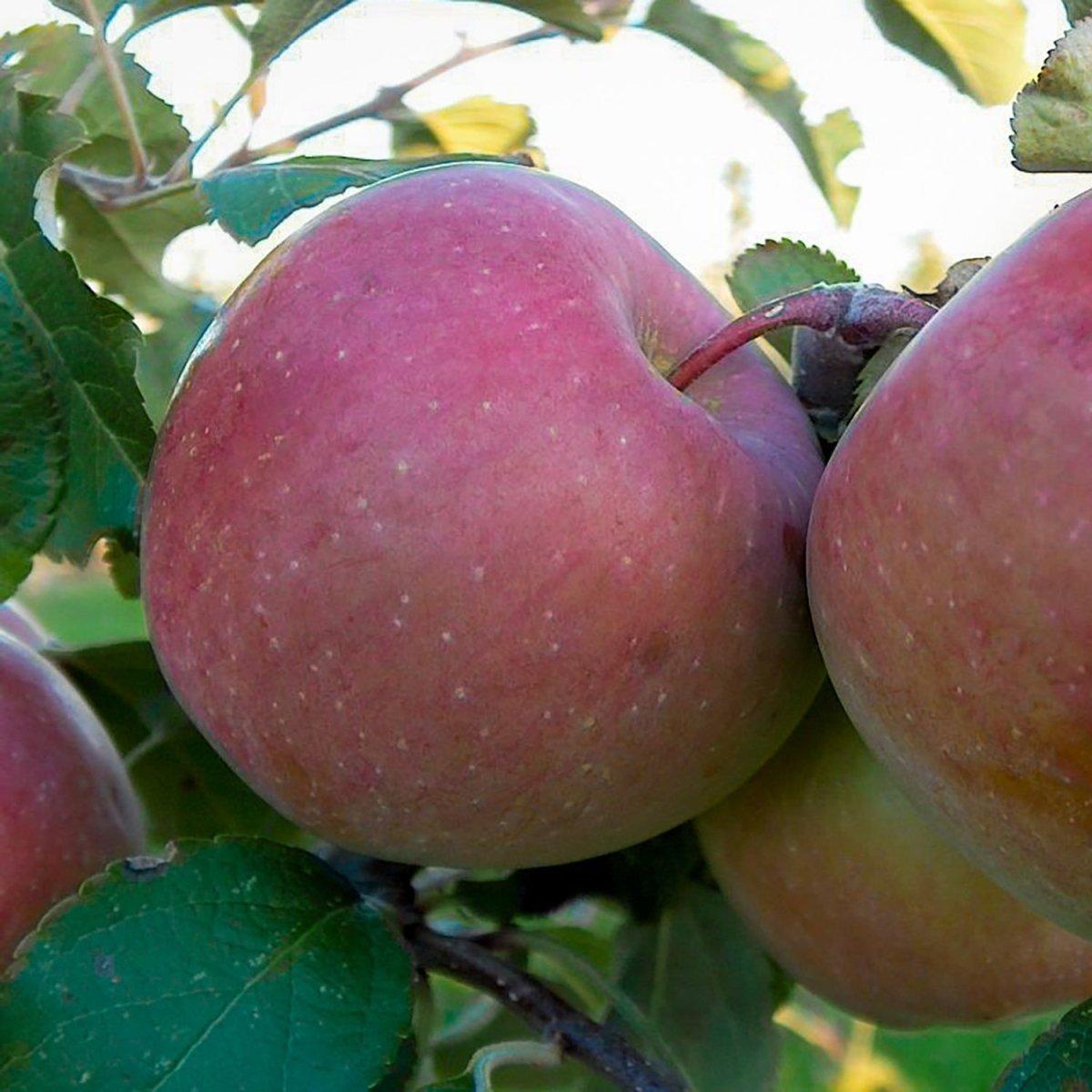 Fuji Apple Tree - LandscapeDirect