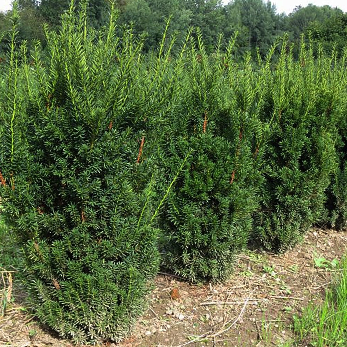 Hick's Yew - LandscapeDirect