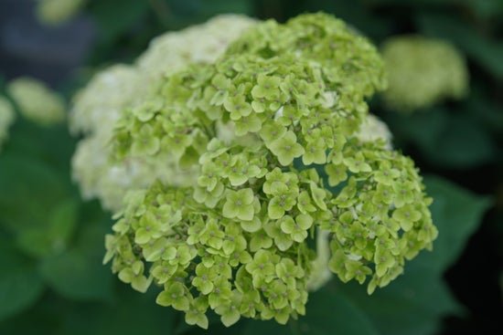 Invincibelle Sublime Smooth hydrangea - LandscapeDirect