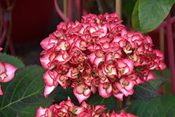 Kimono Hydrangea - LandscapeDirect