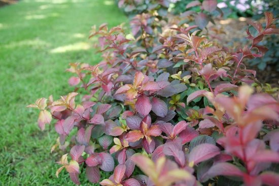 Midnight Sun Reblooming Weigela - LandscapeDirect