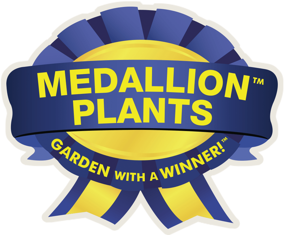 Perpetua Blueberry - LandscapeDirect