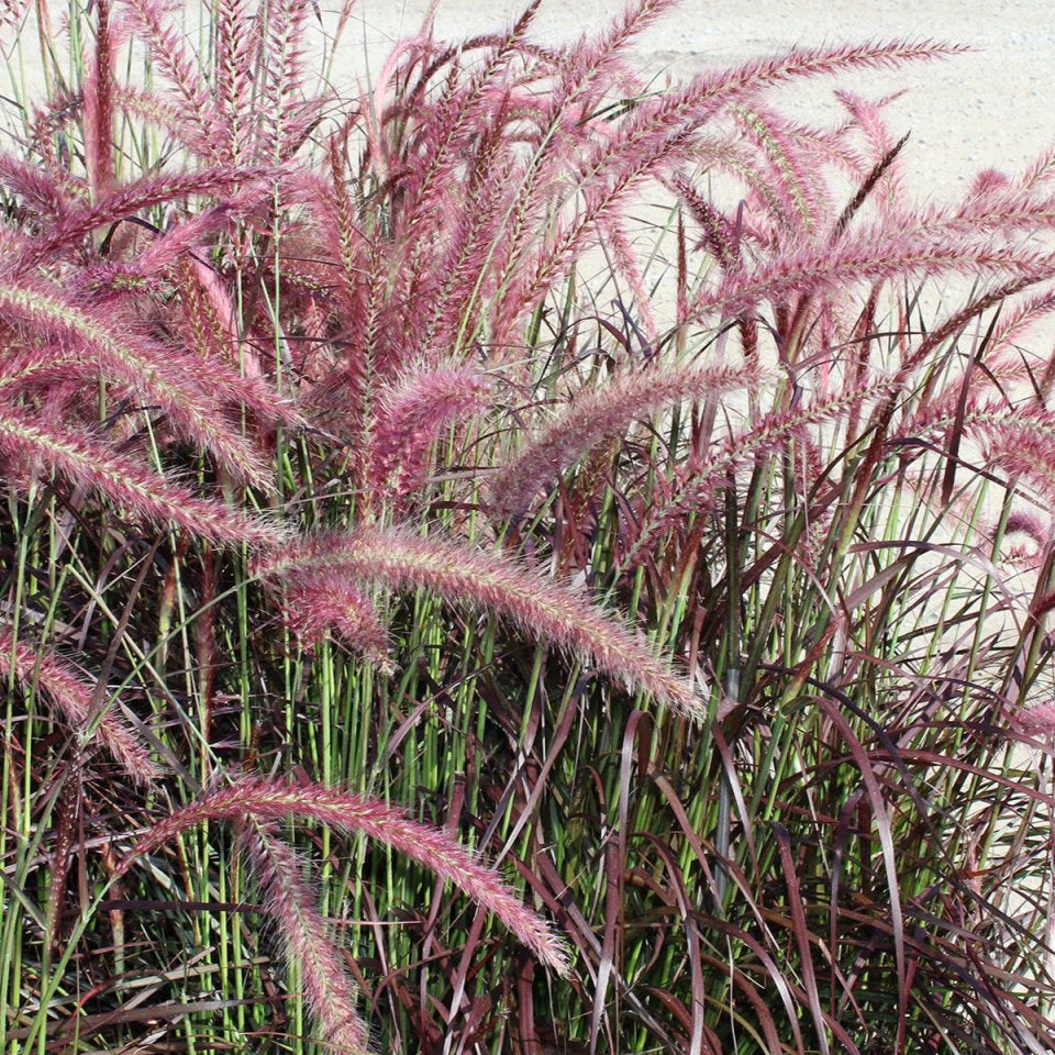 Purple Fountain Grass - LandscapeDirect