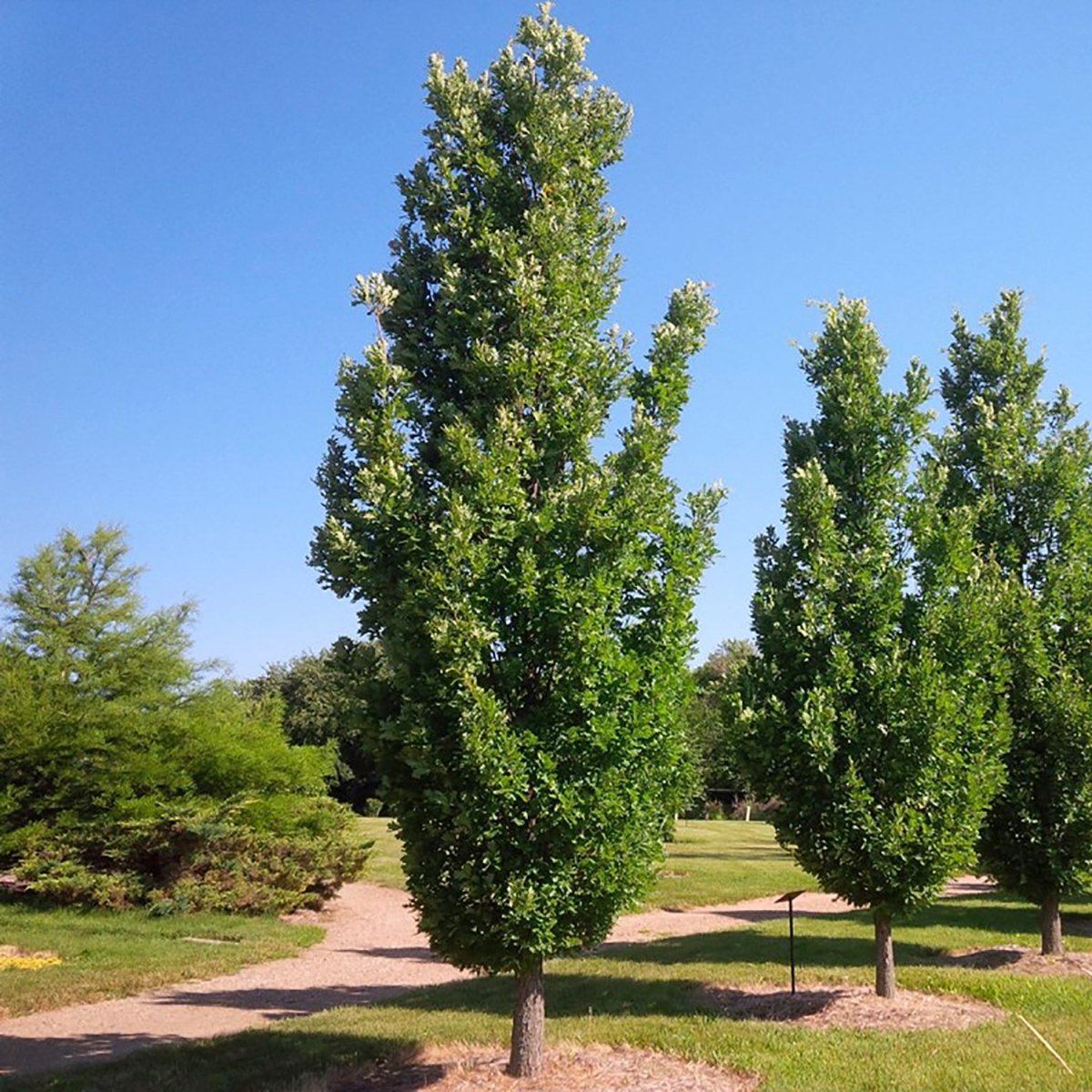 Regal Prince - Oak - LandscapeDirect