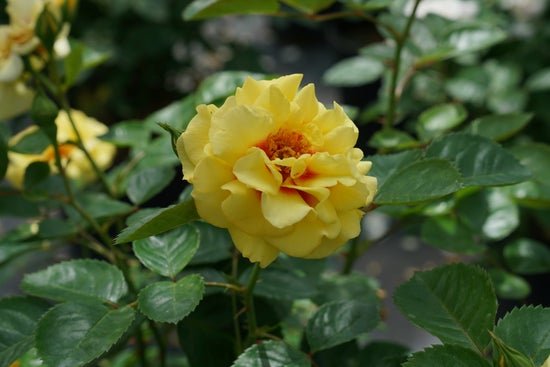 Ringo AllStar Rose - LandscapeDirect