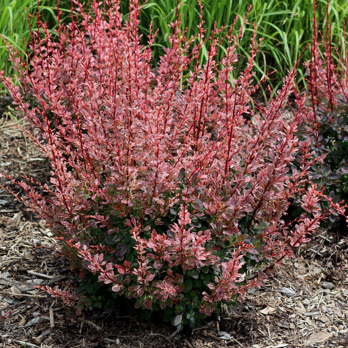 Rose Glow Japanese Barberry - LandscapeDirect