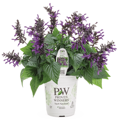 Salvia Rockin' Deep Purple Improved - LandscapeDirect