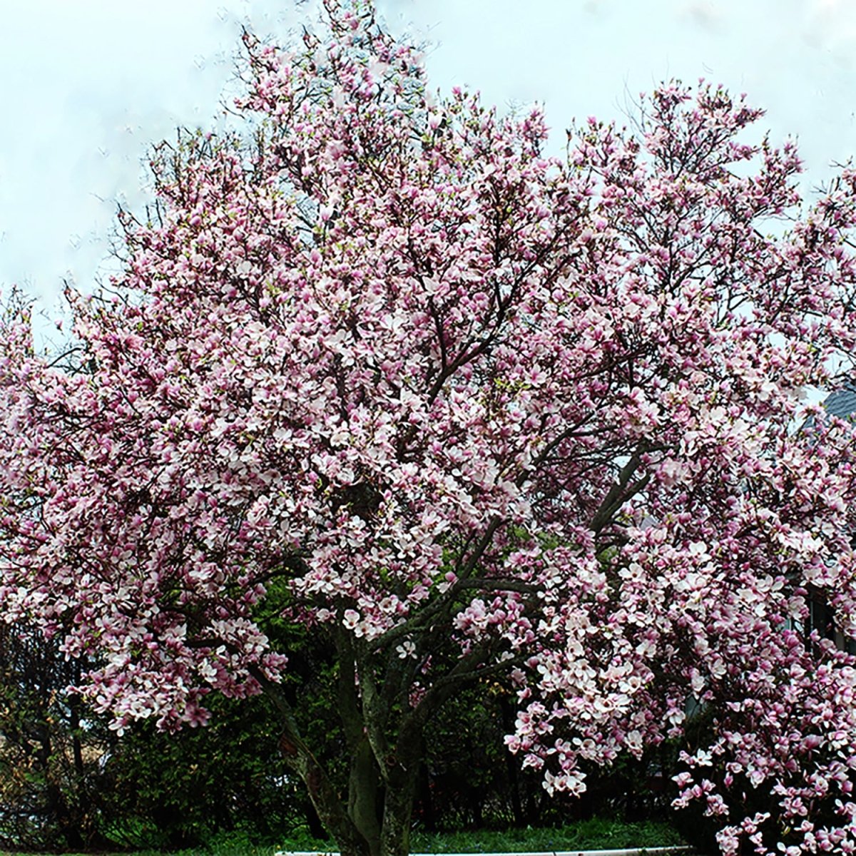 Saucer Magnolia - LandscapeDirect