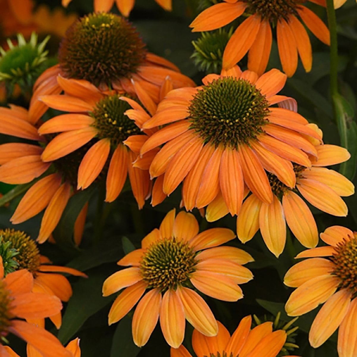 Soft Orange Coneflower - LandscapeDirect