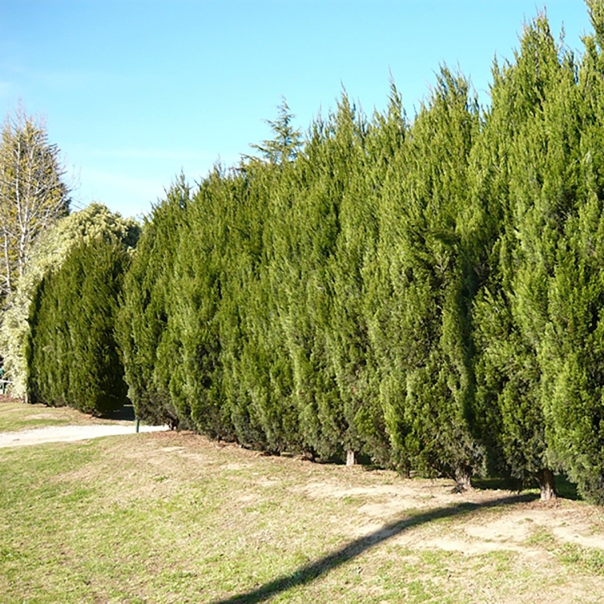 Spartan Juniper - LandscapeDirect