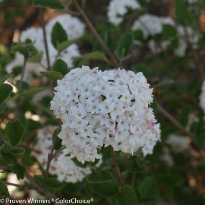 Spice Baby Koreanspice Viburnum - LandscapeDirect