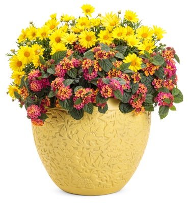 Under It's Spell - Patio Container Kit - LandscapeDirect