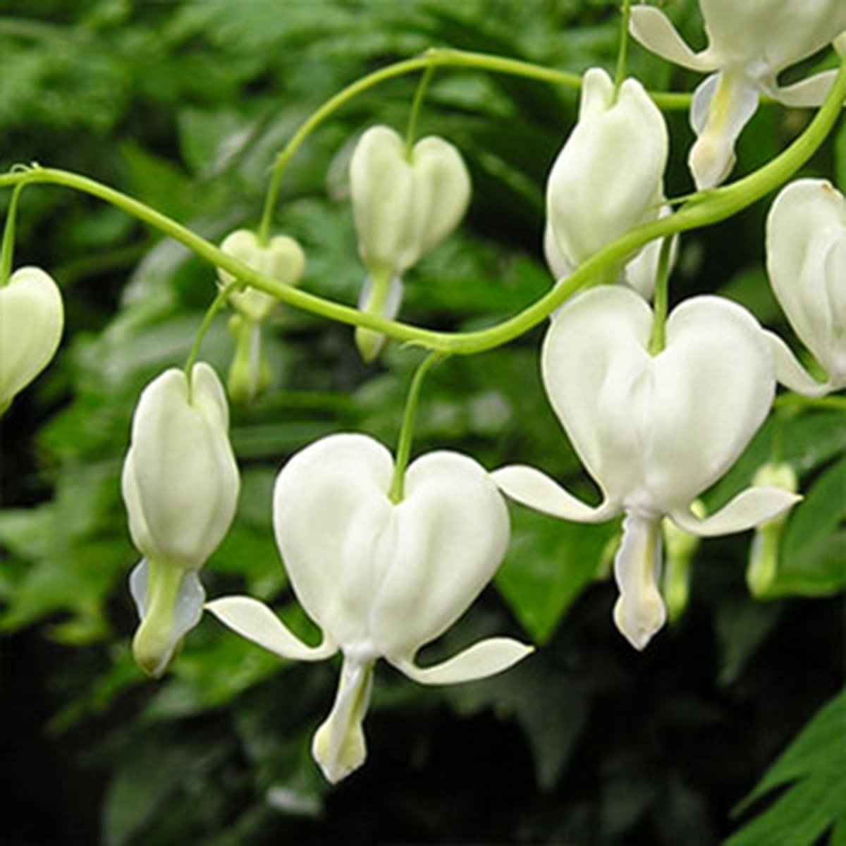 White Bleeding Heart - LandscapeDirect