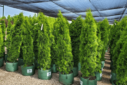 Everything You Need to Know About How to Plant an Emerald Cedar - LandscapeDirect