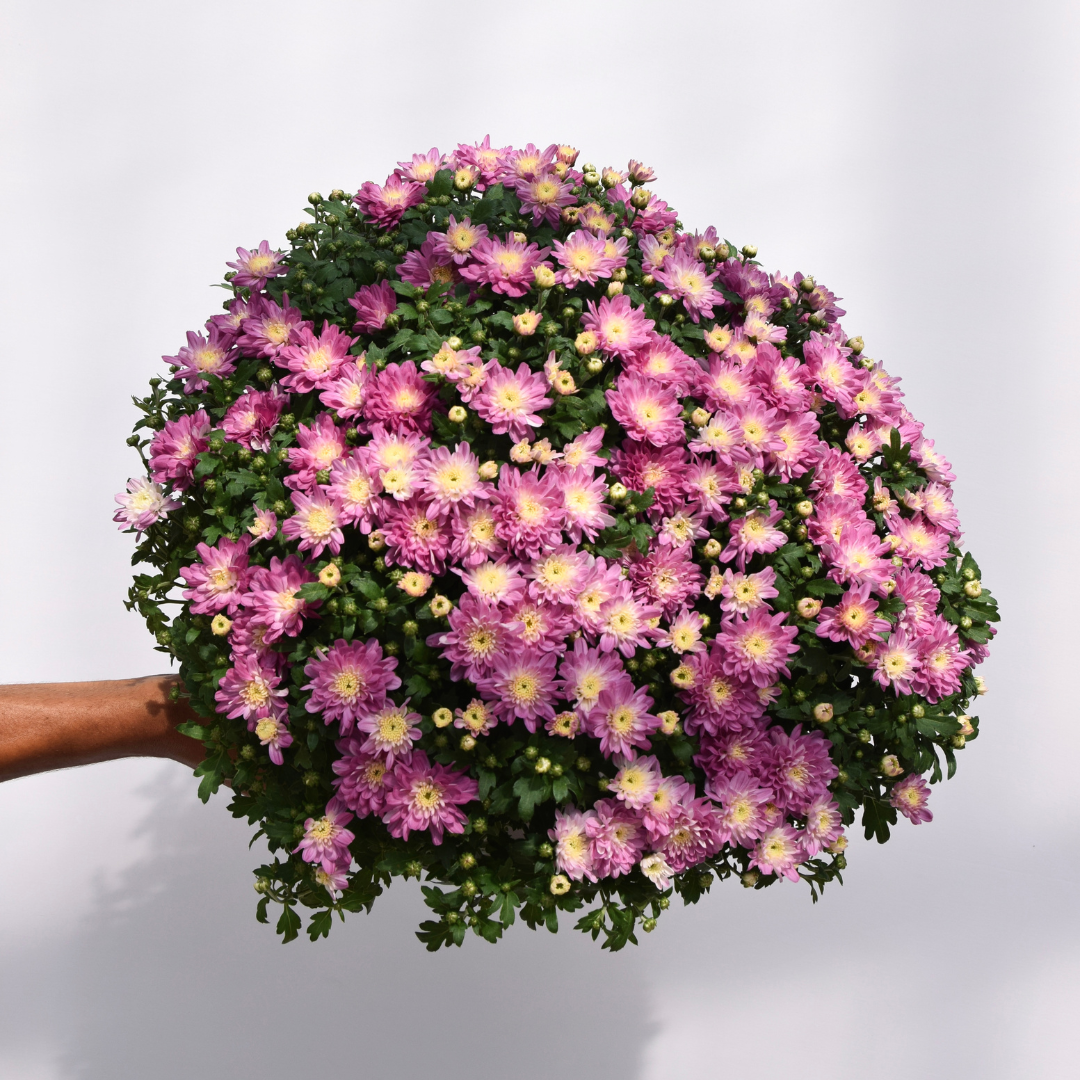 Fall Mums