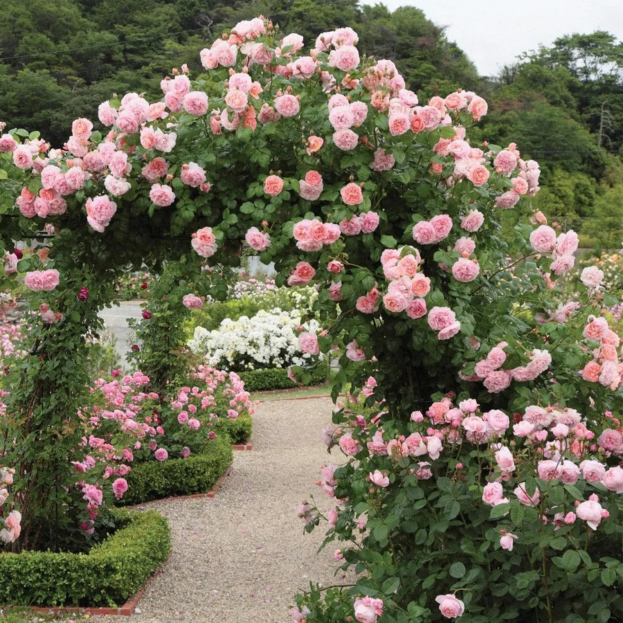 Climbing Roses - LandscapeDirect