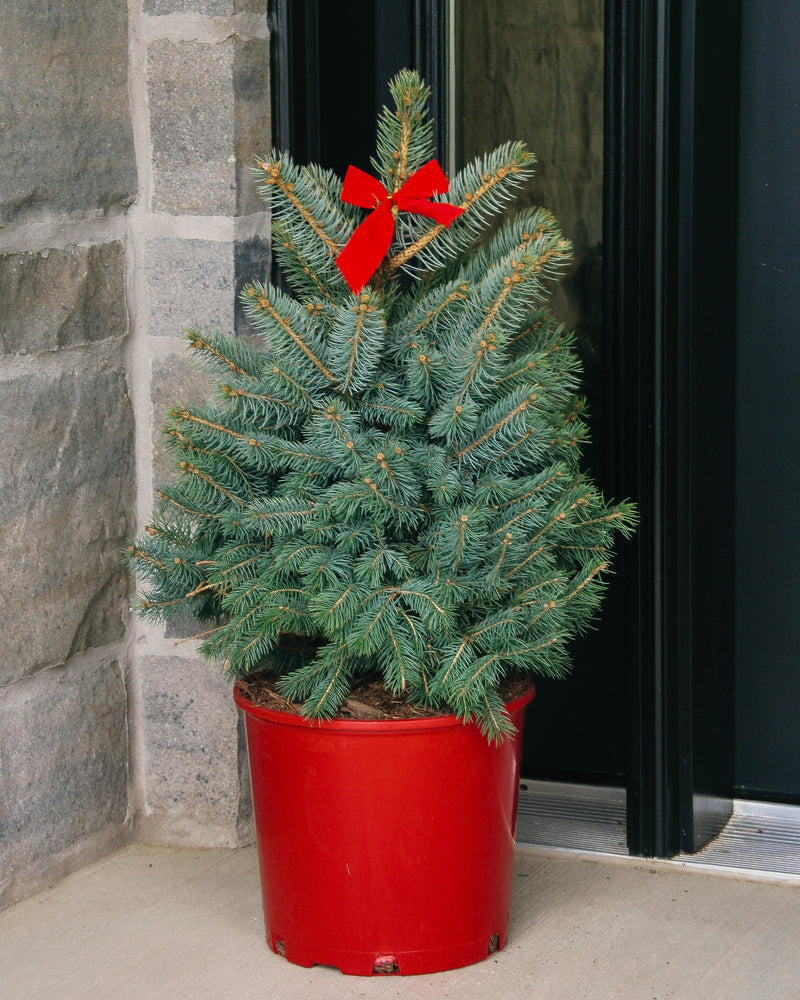 Mini Christmas Trees - LandscapeDirect