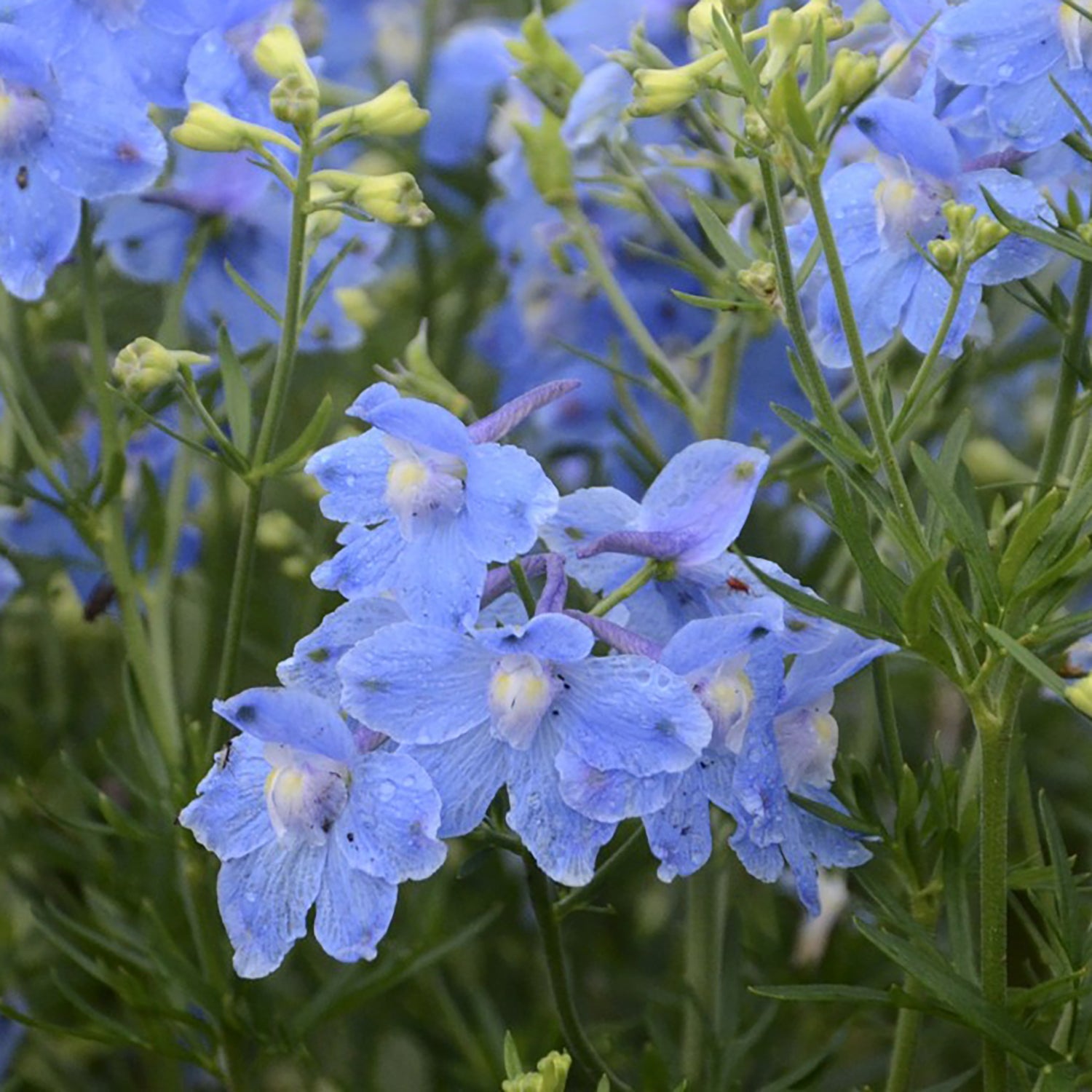 Blue - LandscapeDirect