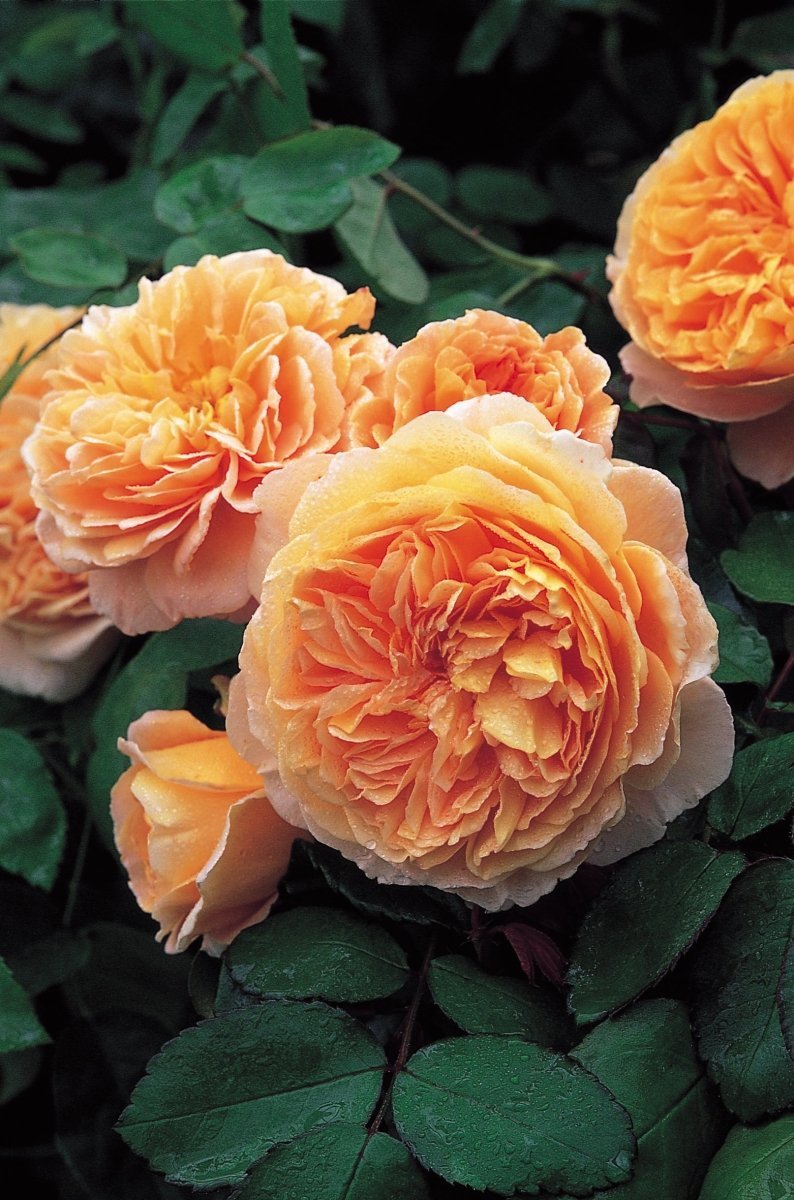 Best Sellers - LandscapeDirect