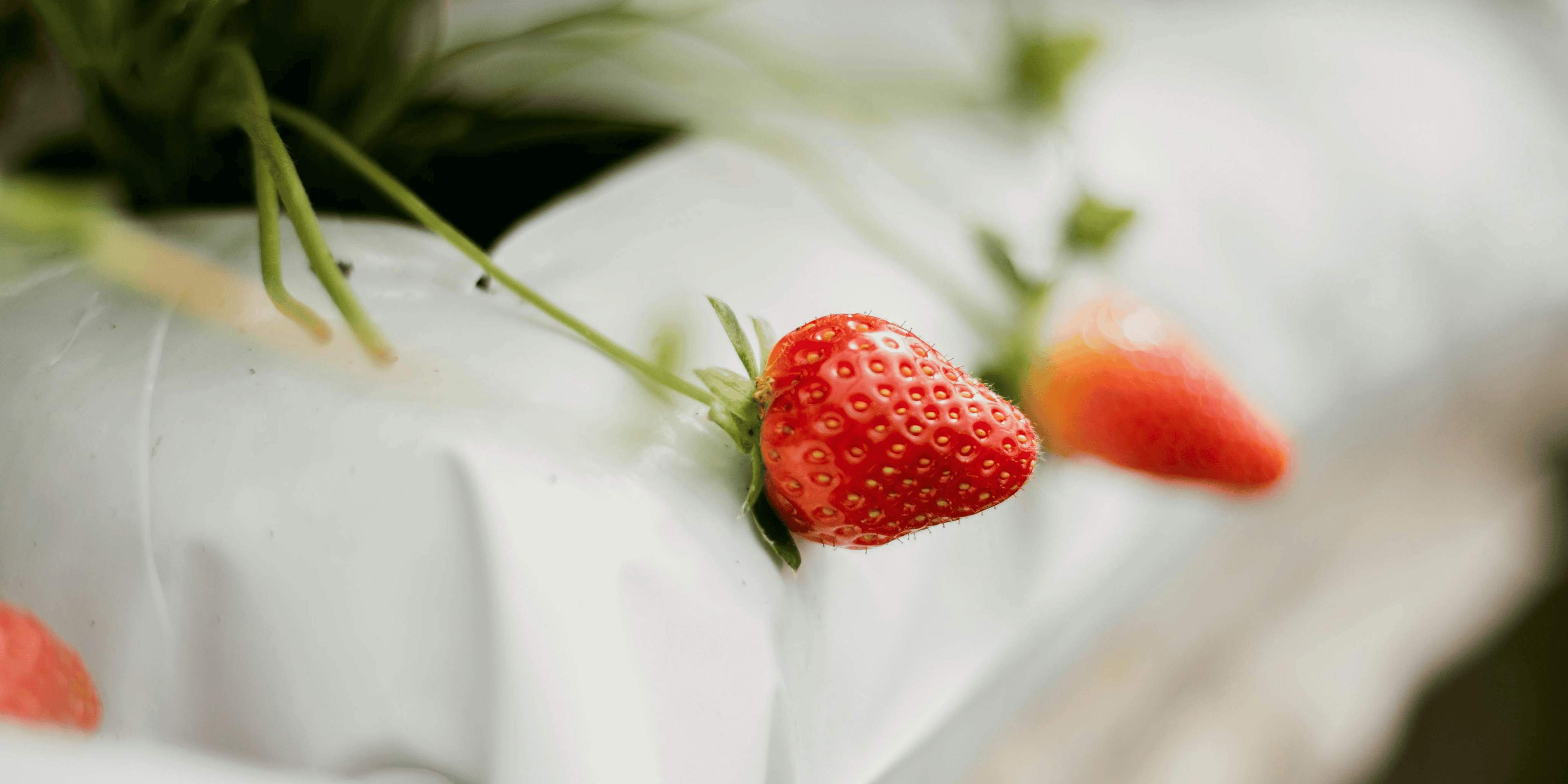 Edible Plants - LandscapeDirect